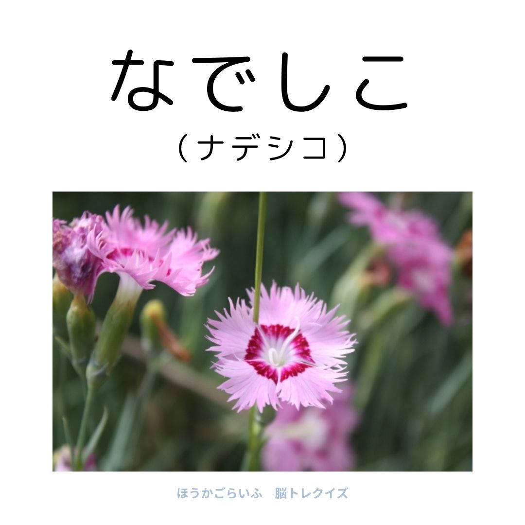 高齢者向け（無料）言葉の並び替えで脳トレしよう！文字（ひらがな）を並び替える簡単なゲーム【花の名前】健康寿命を延ばす鍵